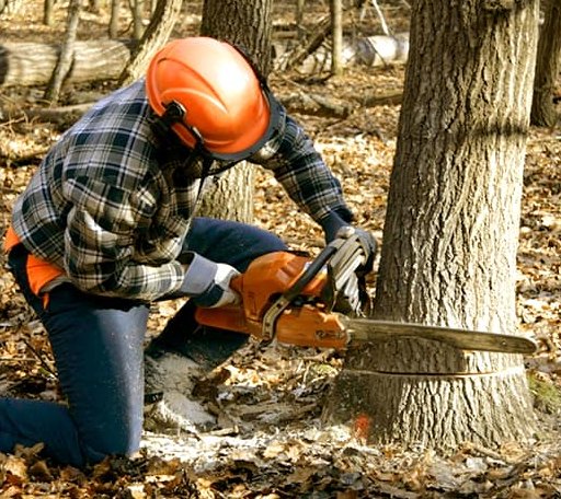 Tree Removal in Nelson, NE